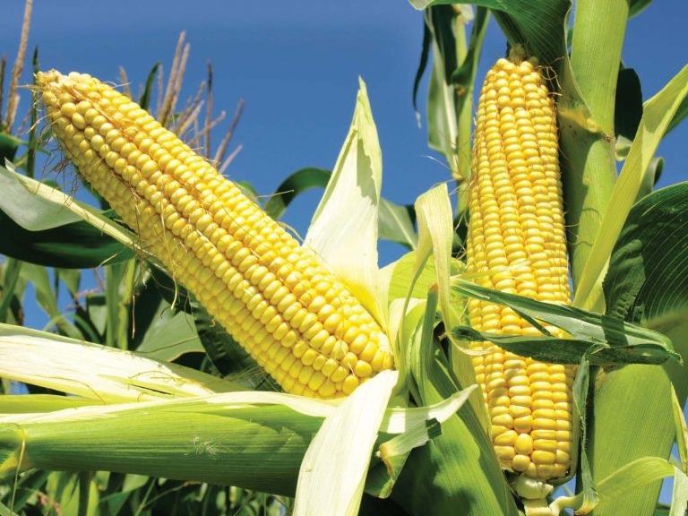 Read more about the article Unlock Your Farming Potential at Liberty Villa Layout, Awba Ofemmiri, Awka – Your Perfect Sure Plug for Maize Farming This Season!